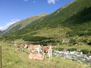 Fototapeta na wymiar Kühe an einem Bach im Paznaun in Tirol, Österreich