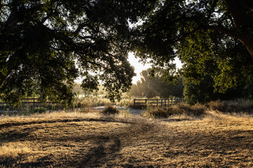 Old oak trees in early morning light near Chatsworth Park South in the San Fernando Valley area of Los Angeles, California.