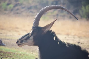 Fotobehang goat on pasture © Prashanth