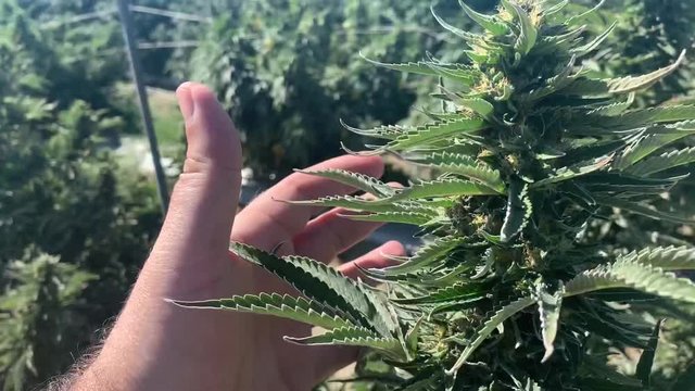 Recreational Grow Colorado