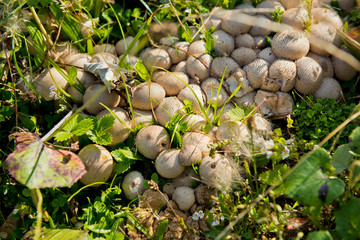 Mushrooms in the grass. Close up.