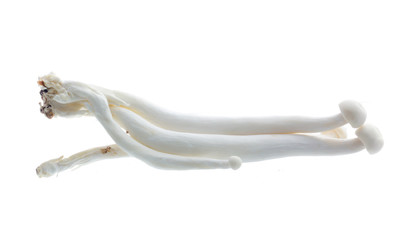 Enoki mushroom, White on background