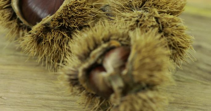 Autunno castagne con il riccio