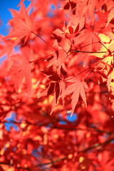 紅葉