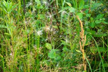 Natural background vegetation. Green plants in the summer....
