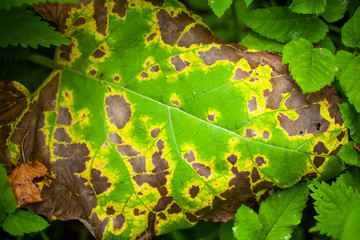 Natural background vegetation. Green plants in the summer....
