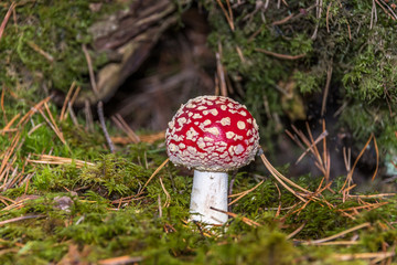 Red and White Toad Stool Mushroom in an Autumn Forest