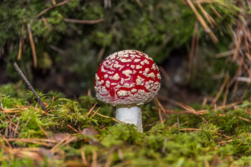 Red and White Toad Stool Mushroom in an Autumn Forest