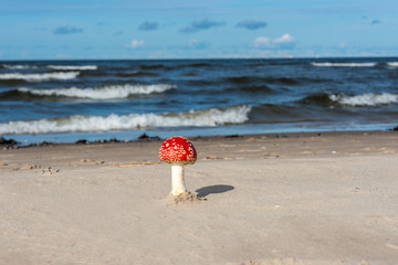 Red and White Toad Stool Mushroom On a Baltic Sea Beach