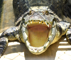 head of crocodile
