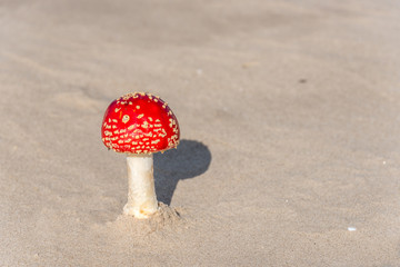 Red and White Toad Stool Mushroom On a Baltic Sea Beach