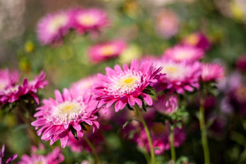 Beautiful flowers. Garden flower natural background. Bright colors of plants.