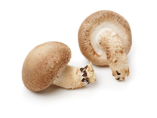 Shiitake mushroom on the White background 