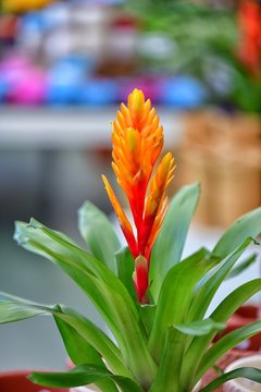 Beautiful colorful flower guzmania lingulata  of the genus bromelia  on the colored background in one gardening in Bohemia