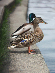 Male and female wild mallard (Anas platyrhynchos) duck sitting on the shore outside the water