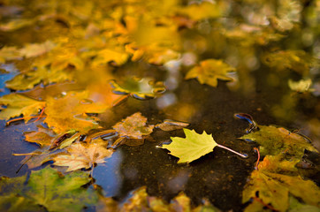 Autumn yellow leaves in a puddle after rain. Photo taken on a sunny day, processed in a warm tint.