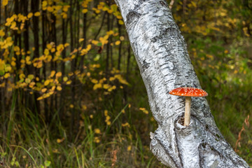 Red and White Toad Stool Mushroom On a Birch Tree in an Autumn Forest
