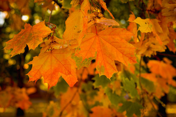 Naklejka na ściany i meble Maple leaves in the fall. Autumnal foliage of a tree in orange and yellow. Autumn crown of trees in yellow. Photo taken on a warm and sunny day in warm tint.