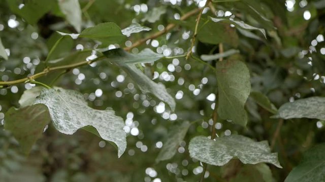 Powdery Mildew. Gray fungal plaque (damage, infection) on the leaves of plants, trees, shrubs, vegetables, fruits. Close-up