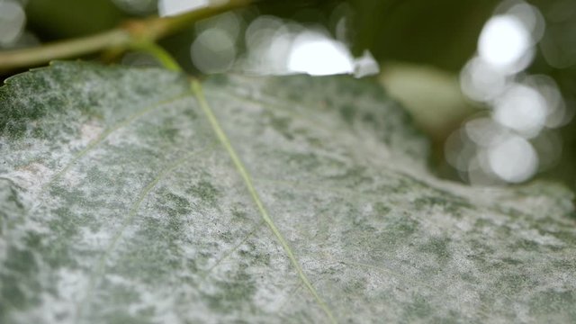 Powdery Mildew. Gray fungal plaque (damage, infection) on the leaves of plants, trees, shrubs, vegetables, fruits. Close-up