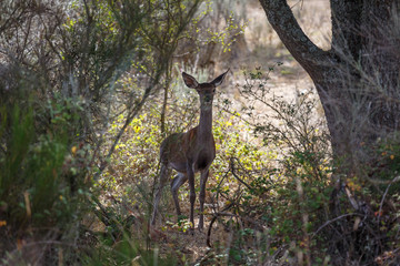 Hembra de ciervo común mirando de frente en el bosque. Cervus elaphus.