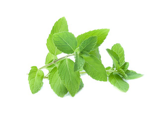 mint leaves isolated isolated on white