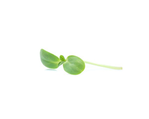 Sunflower sprouts isolated on white background