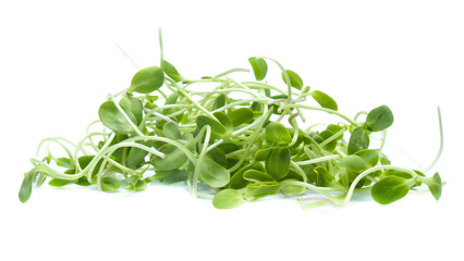 Sunflower sprouts isolated on white background