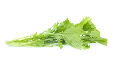 Chinese cabbage on white background