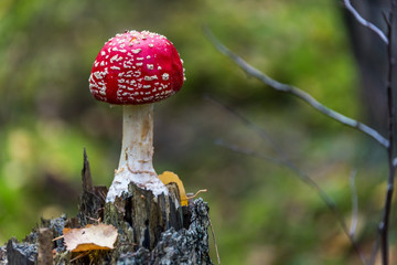 Red and White Toad Stool Mushroom in an Autumn Forest