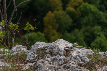 Safty Hook in a rock