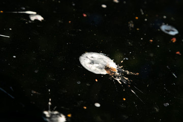 Loads of bird poop on top of the car. Dark hood of the car and front window with lot of bird...