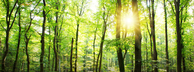 Obraz premium Summer forest with sun light. Nature background.