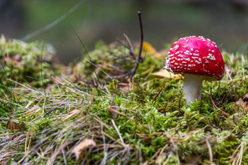 Red and White Toad Stool Mushroom in an Autumn Forest