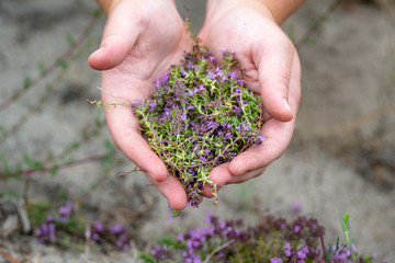 Collecting wild thyme flowers outdoors. Blooming thymus vulgaris pink plant flowers are used for...