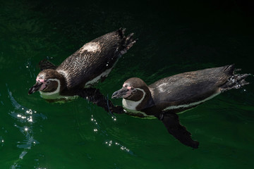Naklejka premium African penguin - Spheniscus demersus or black footed penguin on rock background. Cute marine wild bird at the zoo, waterbird isolated on rocky background