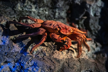 Stuffed red crab on rocky ocean bottom. Vibrant red coloured crab with big claws, seafood, shellfish.