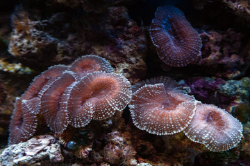 Underwater shot of mushroom coral (Fungiidae) colony on the reef in the aquarium tank. Colourful...