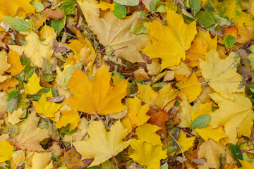 Autumn background from dry maple leaves on the ground. A bunch of beautiful fresh fresh leaves are scattered throughout the natural park
