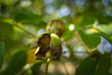 Ripen walnuts in the tree