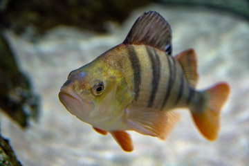 European perch - Perca fluviatilis. Underwater shot of mature perch fish resting on river floor. Fresh water predator fish hunting for smaller fish