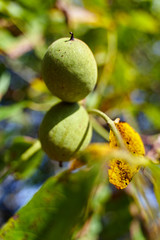 Ripen walnuts in the tree