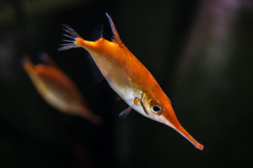 Pink snipefish - Macroramphosus scolopax. Also known as Snipe Trumpet Fish, snipe fish, longspine...