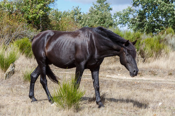 Hermoso caballo de color marrón oscuro caminando.  Fresno de la Carballeda, Zamora, España.