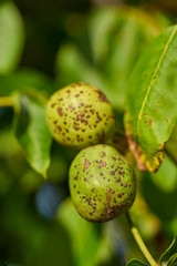 Ripe walnuts closeup