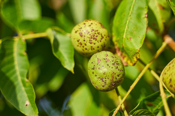 Ripe walnuts closeup