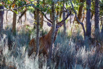 Ciervo común macho mirando de frente, detrás de un roble. Cervus elaphus. Fresno de la Carballeda, Zamora, España.