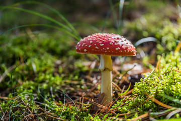 Red and White Toad Stool Mushroom in an Autumn Forest