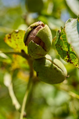 Ripen walnuts in the tree