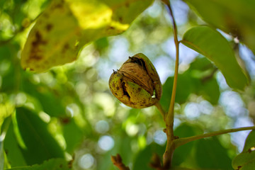 Ripen walnuts in the tree